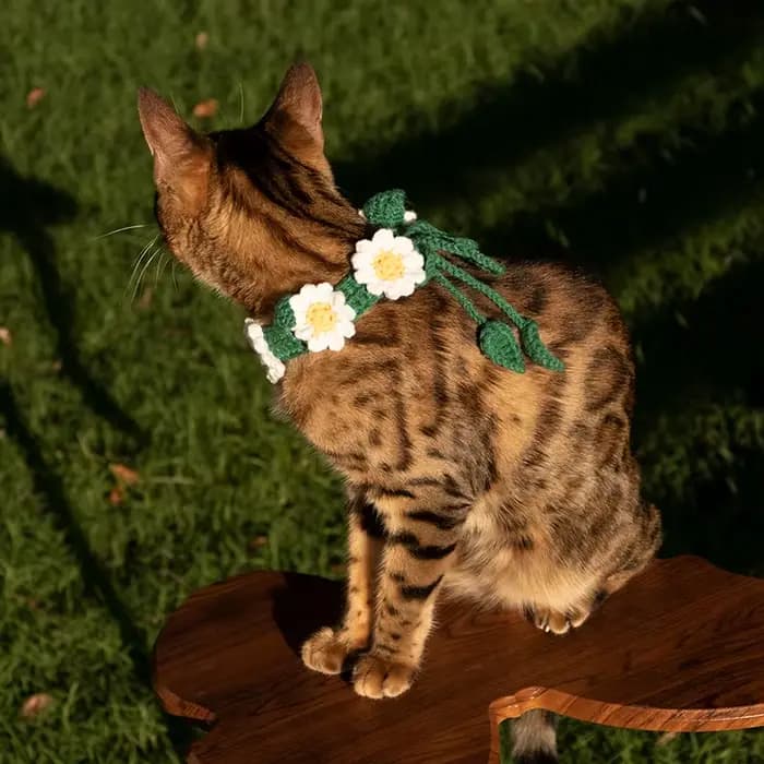Collier tricoté à la main pour animaux de compagnie
