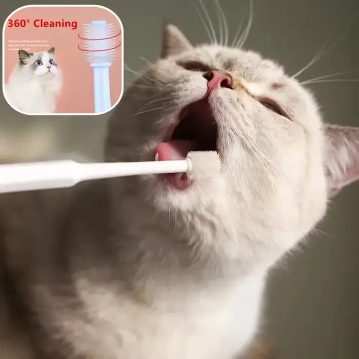 Brosse à dents pour chat