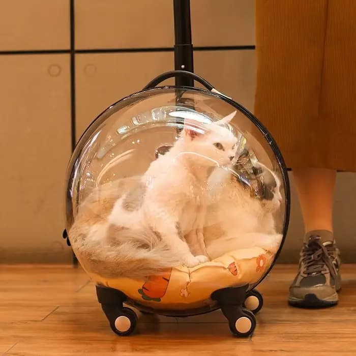 Sac de voyage portable pour chat