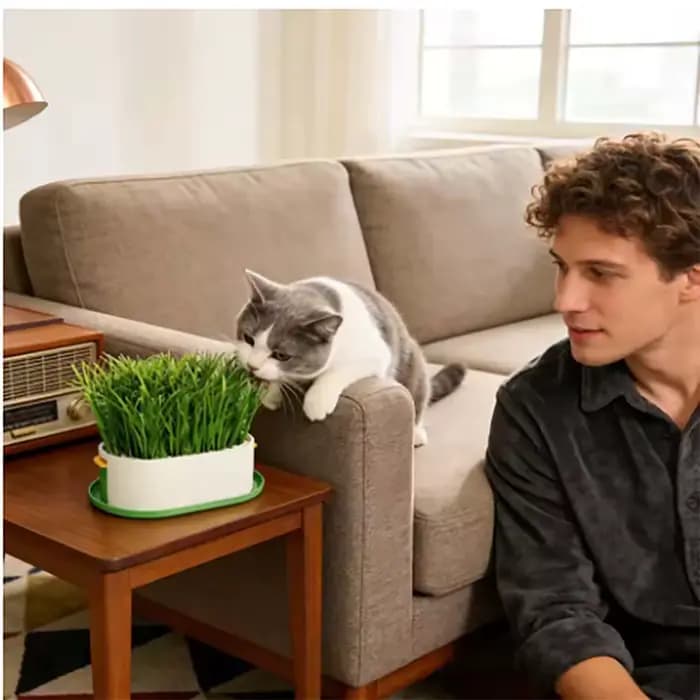 Boîte à herbe pour chat