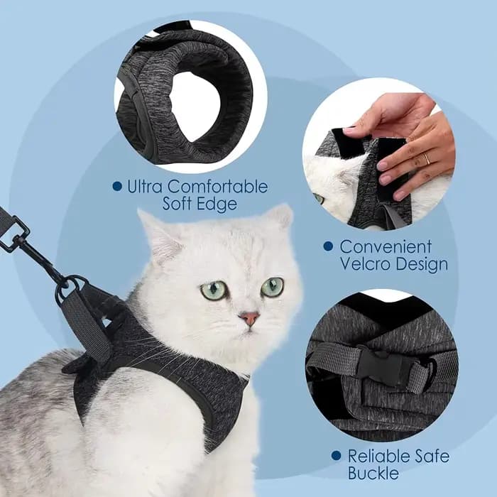 Harnais et laisse pour chat