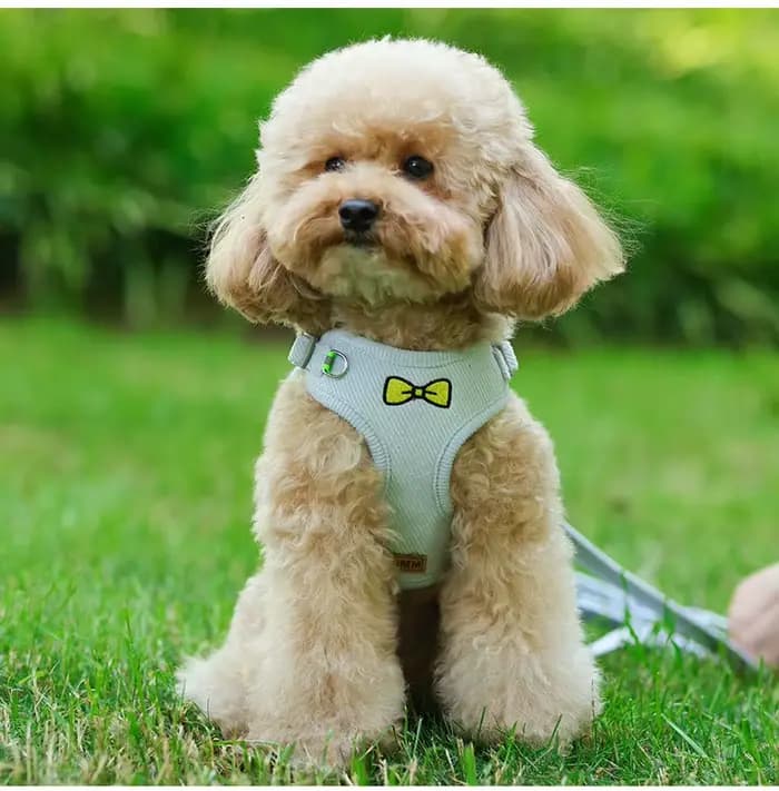 Ensemble Harnais et Laisse pour Animaux de Compagnie en Corduroy avec Nœud Papillon