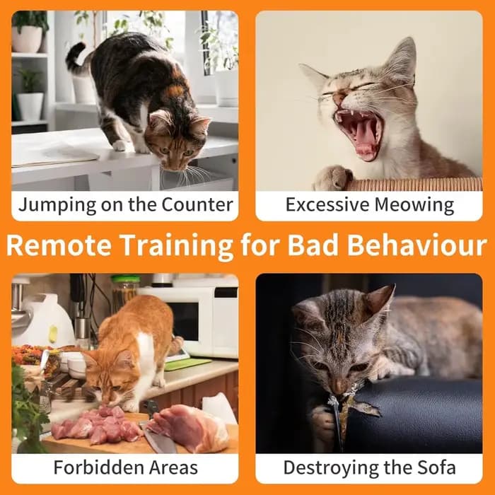 Collier d'entraînement automatique Anti-meow et pour chat 2 en 1