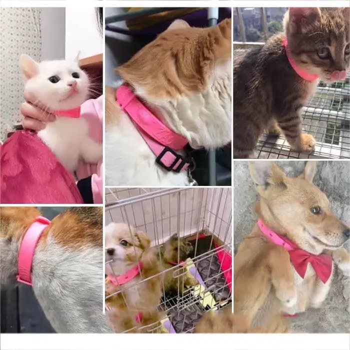 Collier pour chien et chat