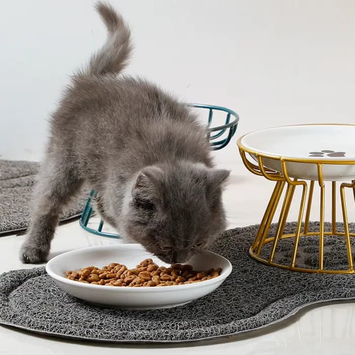 Bols en céramique surélevés et larges pour chats