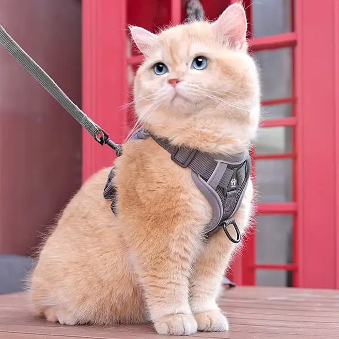 Nouvelle laisse et harnais anti-évasion pour chat