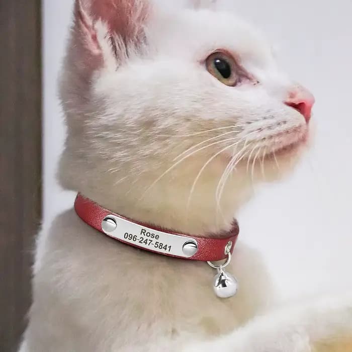 Collier de chat personnalisé réglable en cuir colliers de chats de compagnie collier personnalisé ch