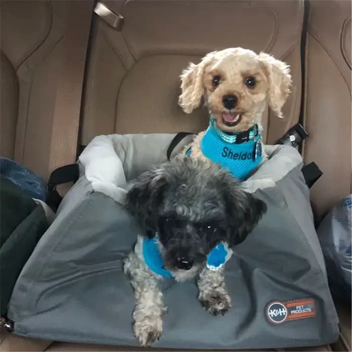 Harnais personnalisé pour animaux de compagnie
