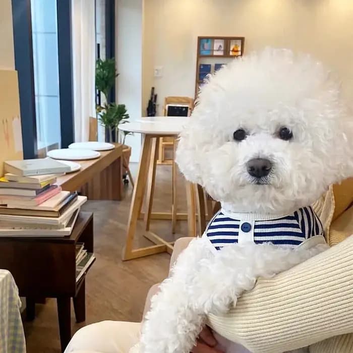 Gilet d'été pour chien