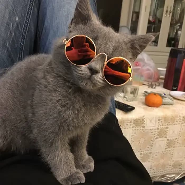 Lunettes de soleil rondes Vintage pour chat, jolies lunettes à réflexion pour petit chien, chat, Pho