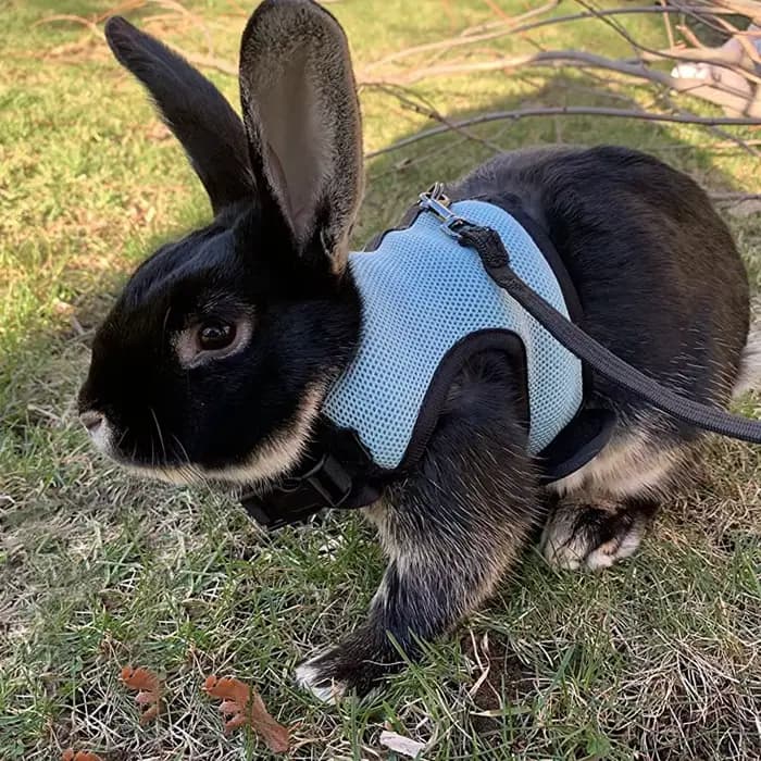 Ensemble harnais et laisse en maille respirante pour lapin, pour furets, accessoires de lapin, harna