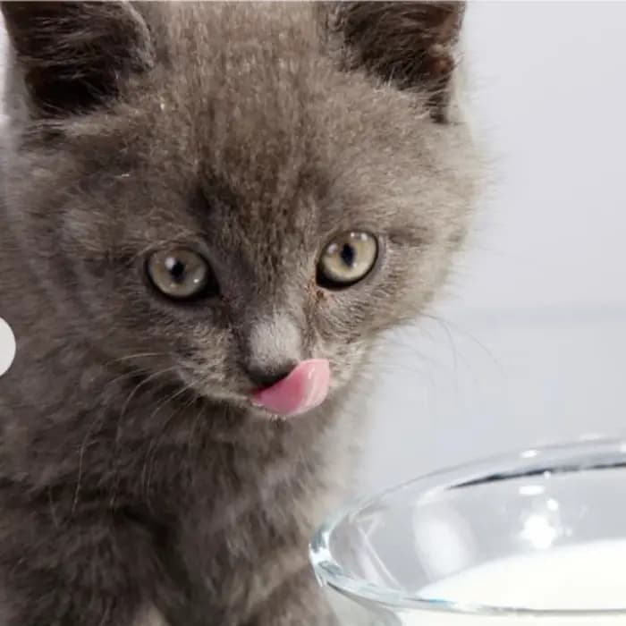 Nourriture pour chats de tous âges - Nutrition équilibrée et délicieuse pour les chats