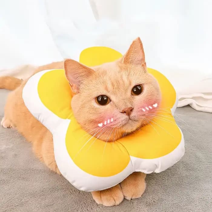 Couvre-tête de chat collier élisabéthain toilettage bain anti-léchage anti-rayures collier de stérilisation collier de fleur de soleil de chat