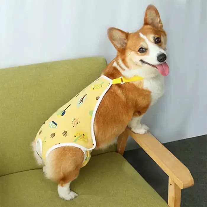 Pantalon physiologique réglable pour bouledogue français