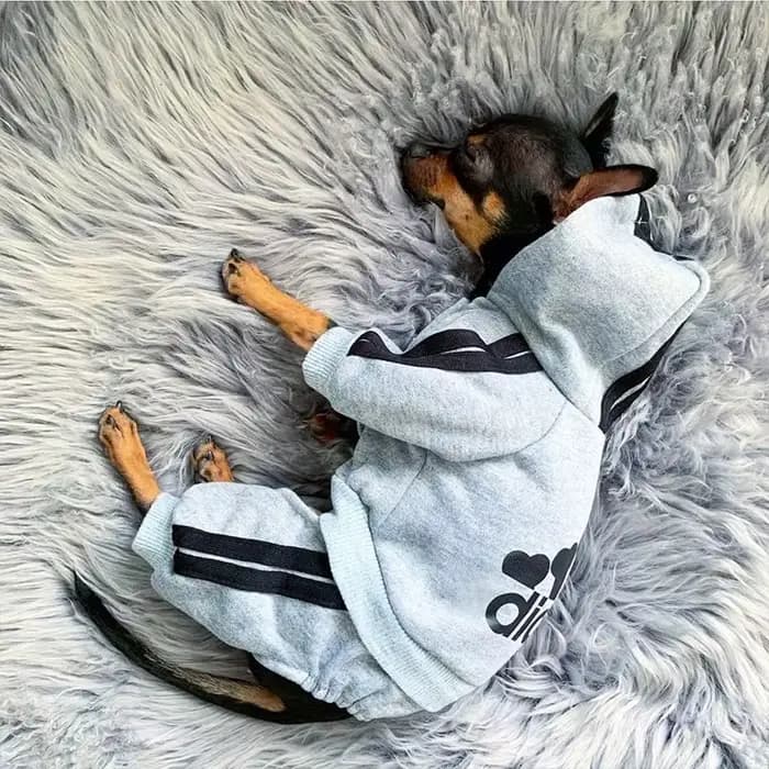 Sweat à capuche pour chien à quatre pattes, combinaison pour chiot, salopette avec lettres pour peti
