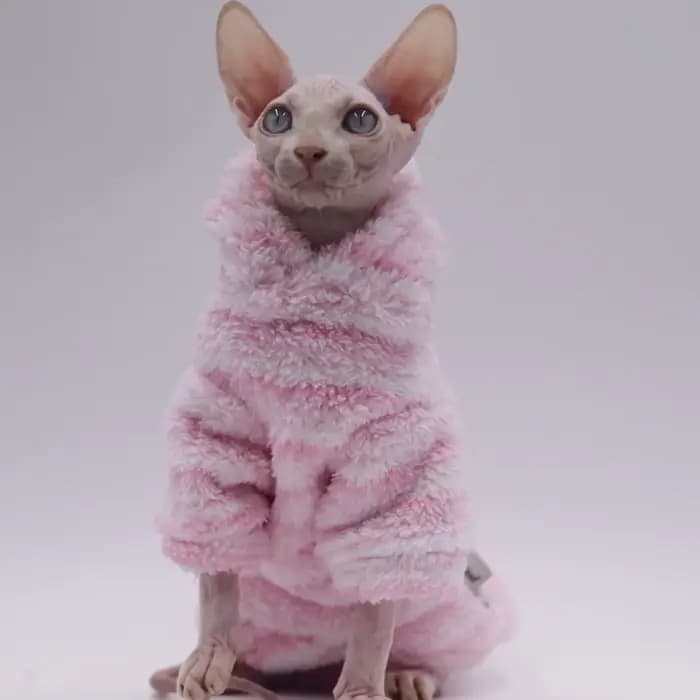 Cardigan en laine de vison pour animaux de compagnie, veste épaisse pour chat Sphinx, vêtements sans