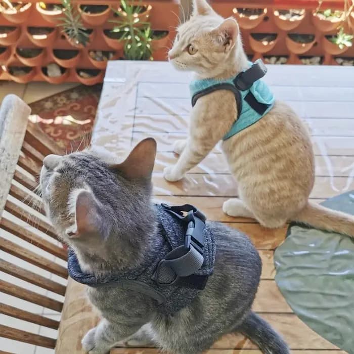 Harnais réglable anti-évasion pour chaton, léger, respirant et doux, gilet de sécurité pour animaux