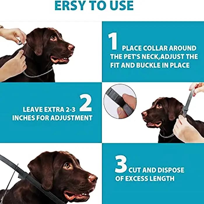 Collier extensible anti-puces pour animaux de compagnie, personnalisé, anti-puces et tiques, grand c