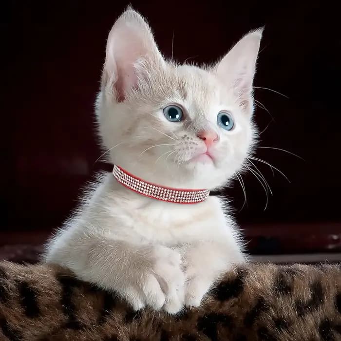 Collier pour chat en cuir suédé rose doux – Design strass scintillants avec cloche, détachable de sécurité et XS/S réglable pour chats et chiots
