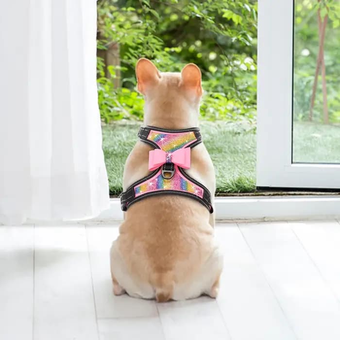 Accessoires pour chiens Bowvétérans t Bling Casting, nylon SFP, petits chiens moyens, Pitbull, émail