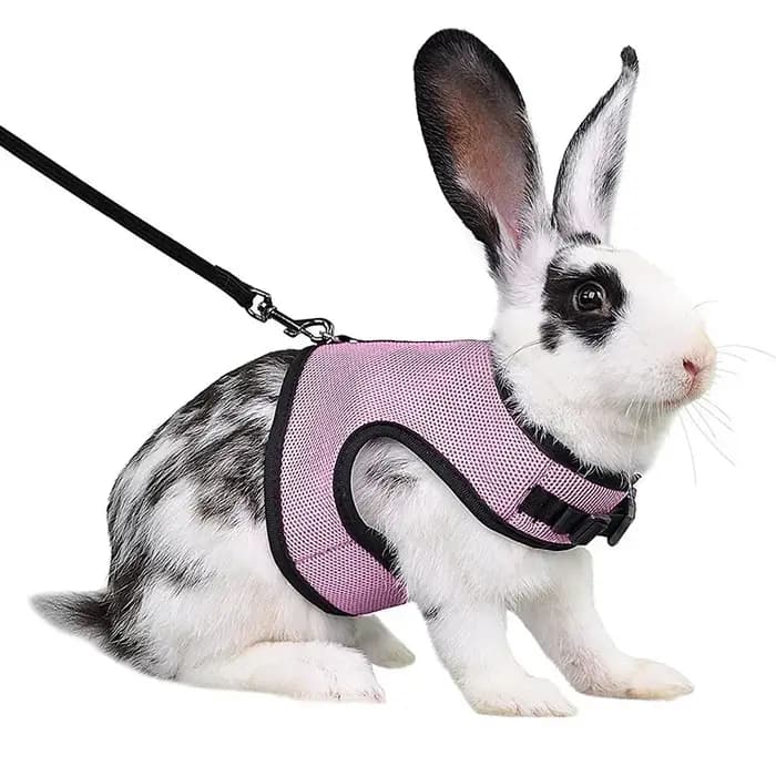 Ensemble harnais et laisse en maille respirante pour lapin