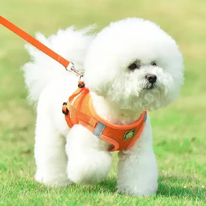 Ensemble de coulée SFP et laisse pour chien et chat
