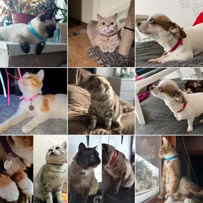 Collier de chat coloré avec cloche, collier de sécurité pour chaton, collier pour chiot en cuir pour